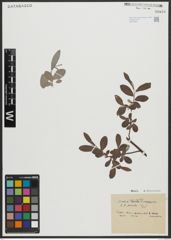 Foto von Salix appendiculata Vill. x Salix eleagnos Scop.